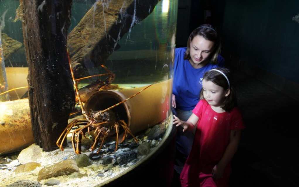 galway atlantaquaria