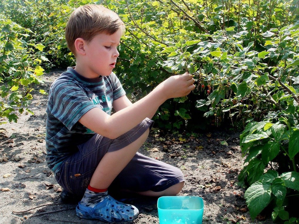 Berry picking foraging Outdoor activities 