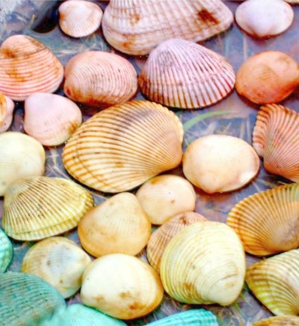 Shell crafts - dyeing seashells