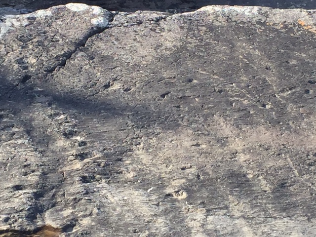 tetrapod prints valentia island