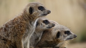 meerkat-1392860_640