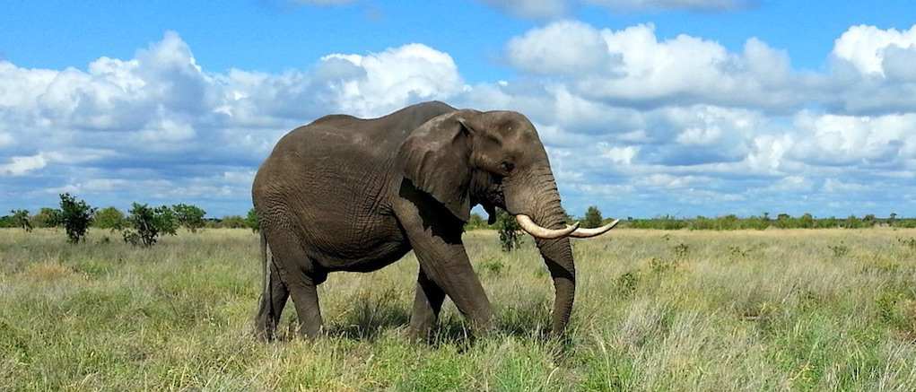 kruger-national-park-family-friendly-safari-holidays-in-South-Africa