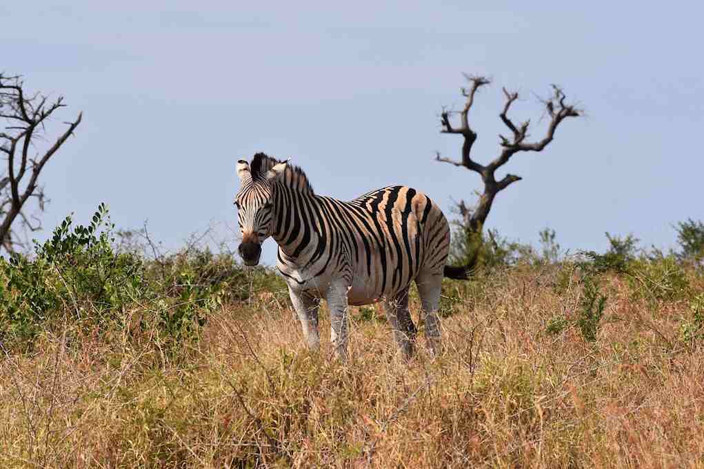 zebra-on-safri-family-holiday-in-South-Africa