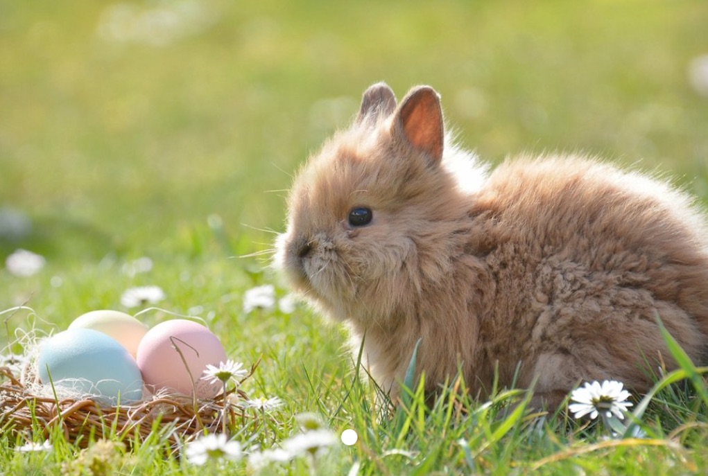 Easter Egg Hunt at Nore Valley Park