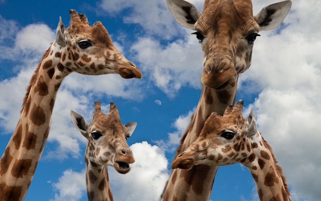 Giraffes places to animals in Ireland 