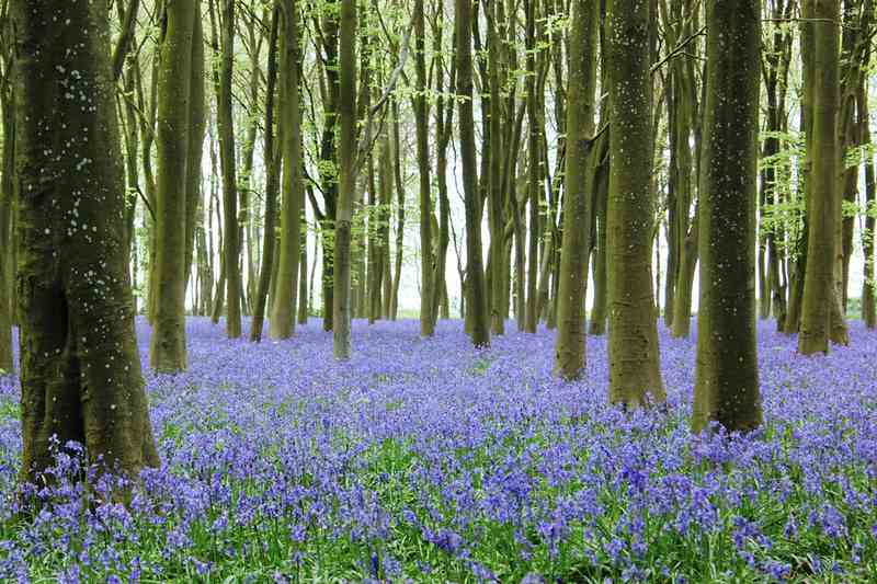 places to see bluebells in Ireland