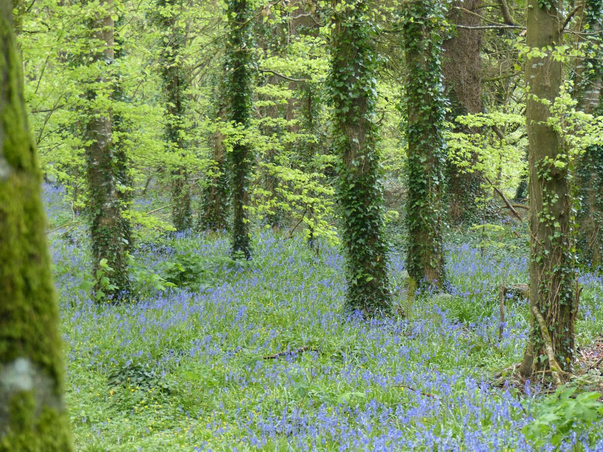 bluebells doneraile park spring walks for families in Ireland 