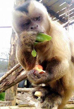 secret valley wildlife park places to see animals in Ireland