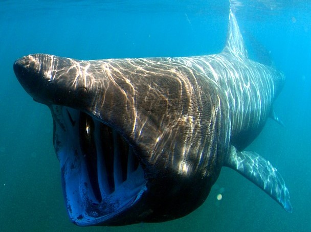 basking shark at NMI Natural History Museum