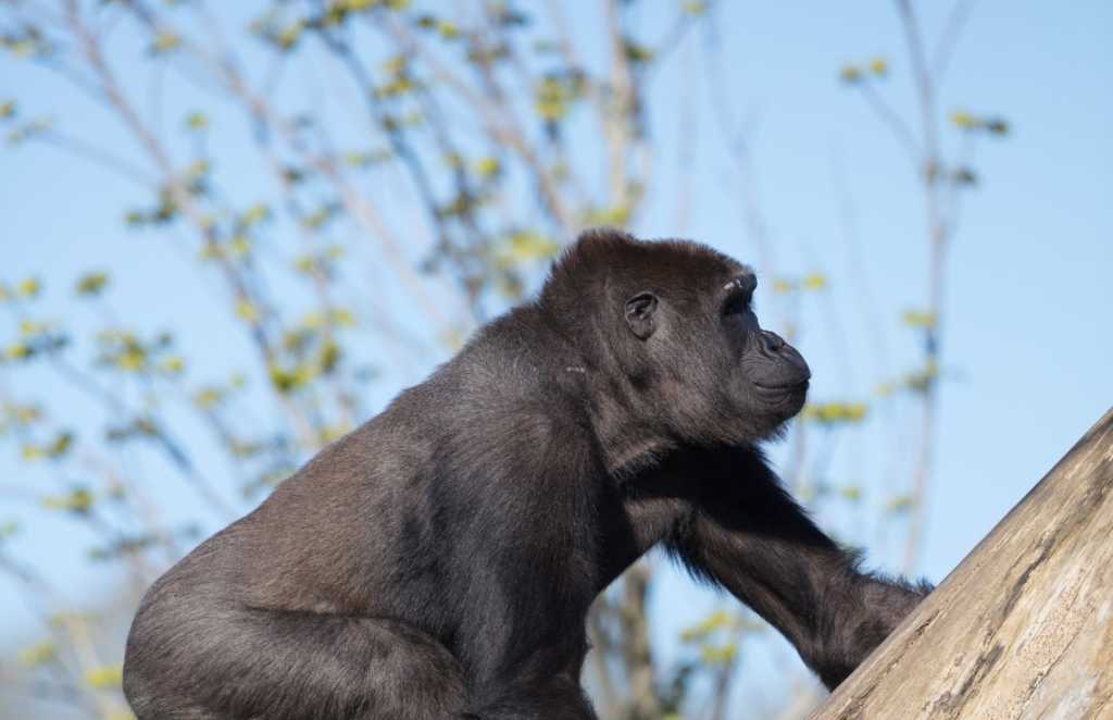 dublin zoo discover centres in Ireland for STEM