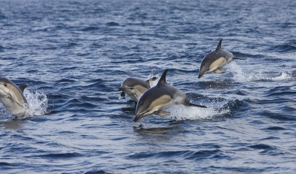 Dolphins on the Wild Atlantic Way family vacation Ireland
