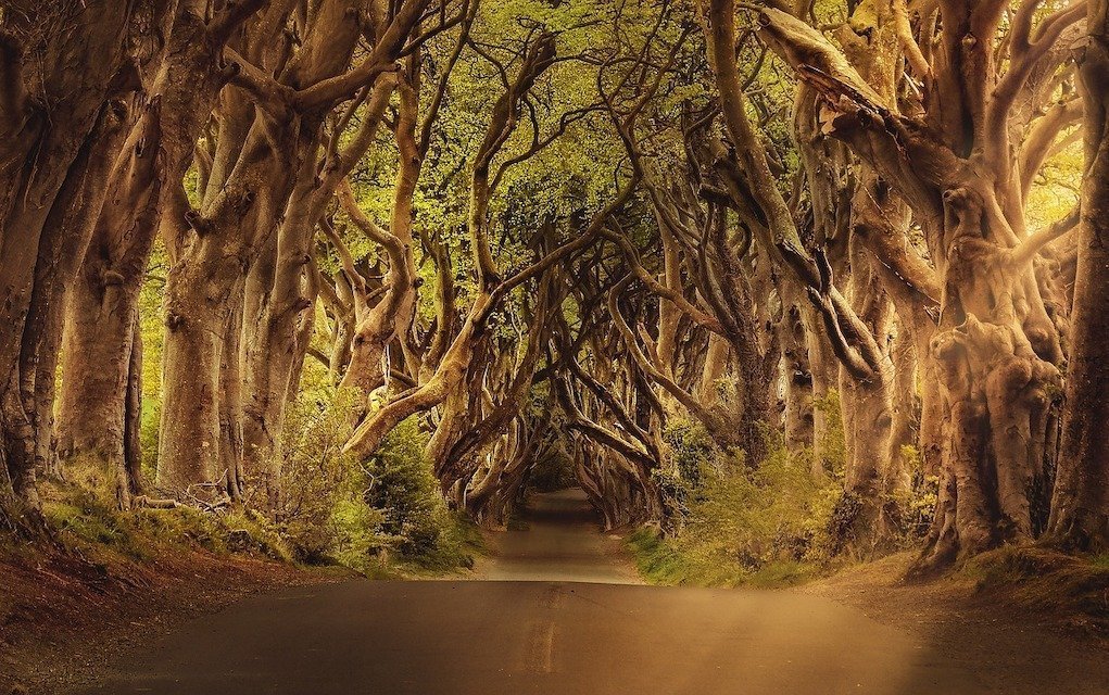 The Dark Hedges Northern Ireland Causeway Driving Route road trips around Ireland 