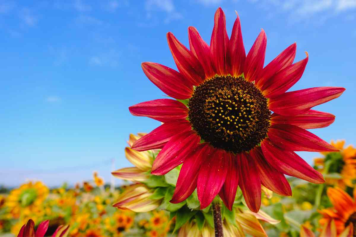 how to grow sunflowers