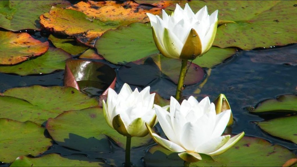 Waterlillies at Strokestown Park House Waterlillies at Strokestown Park House fun things to do with kids in Roscommon