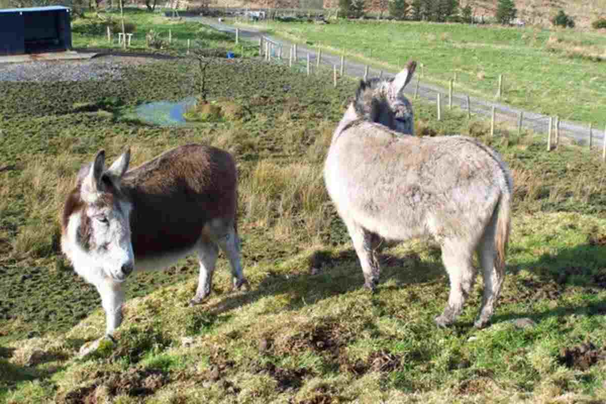 donkey sanctuary sligo
