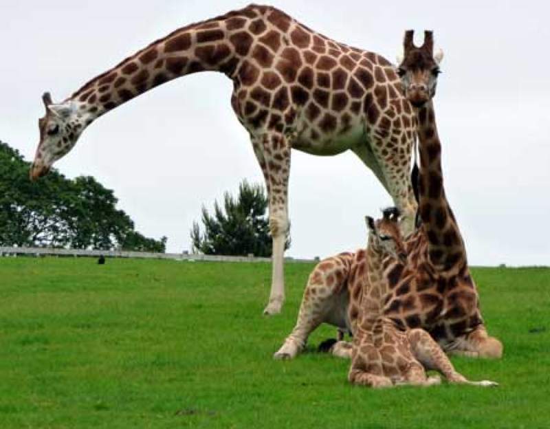 giraffe at fota wildlife park