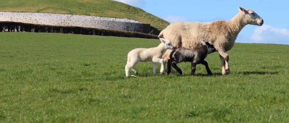 Newgrange Open Farm