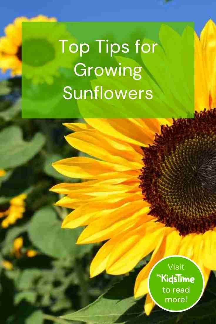 Top Tips for How to Grow Sunflowers Successfully