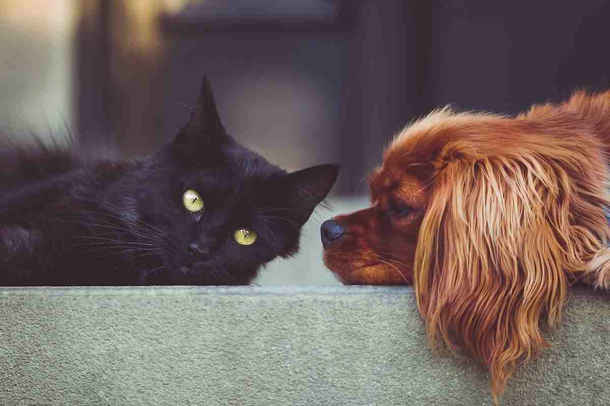 Win-a-pet-mania-voucher-pet-survey-dog-and-cat win a pet mania voucher